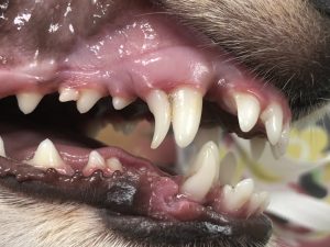 Persistent deciduous teeth are causing overcrowding issues