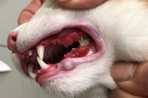 This kitten has a significant case of juvenile hyperplastic gingivitis.
