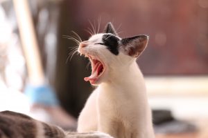 A yawning cat showing its mouth