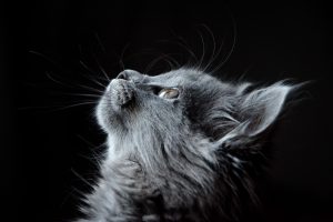 Cat looking up