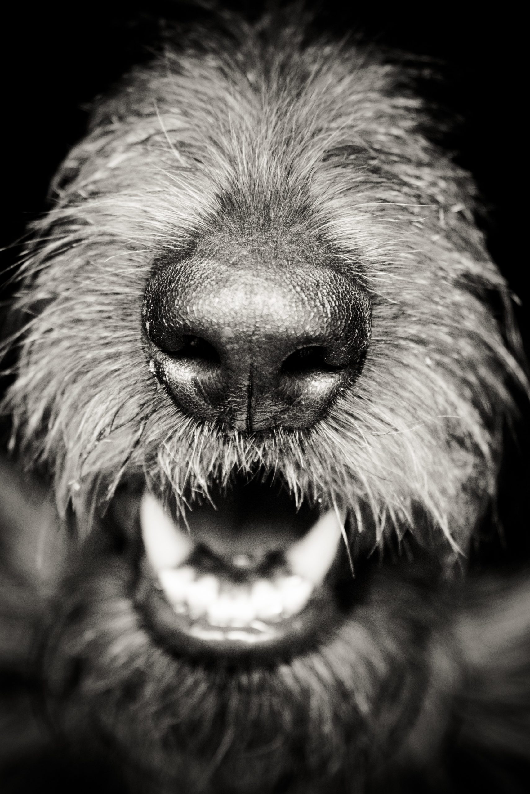 A Wolfhound's nose