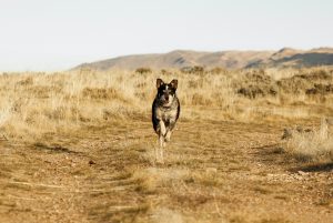 A dog running down a dirt road
