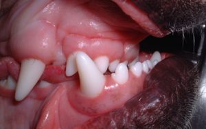 Significant Class 3 Malocclusion in a dog, or underbite.
