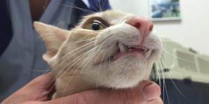 This cat has a Class 2 Malocclusion, and the lower canines are traumatising the lips