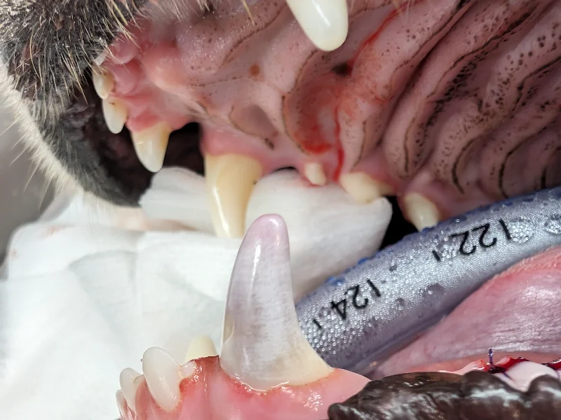 Intrinsically Stained Teeth