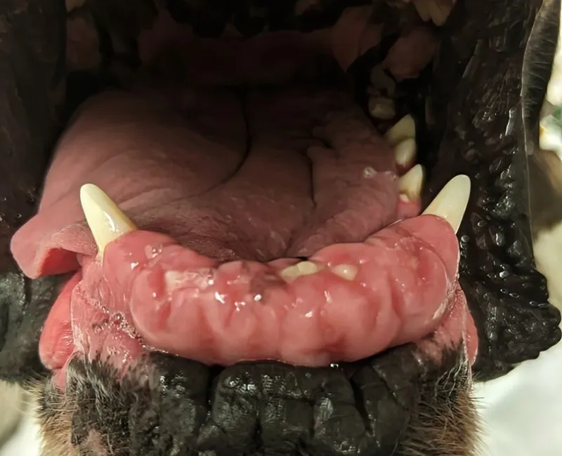 Enlarged gingival of a dog