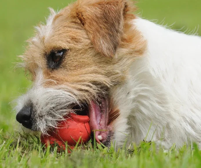 Ball Therapy
