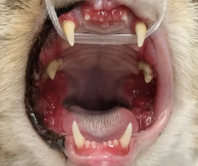 Feline Chronic Gingivostomatitis (FCGS)
