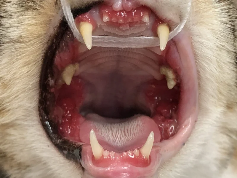 Feline Chronic Gingivostomatitis (FCGS)