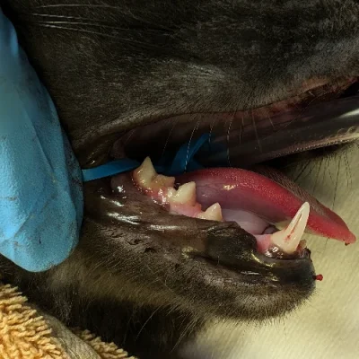 Flotsam Juvenile Periodontitis