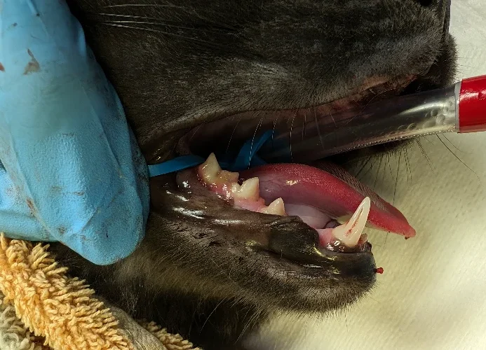 Flotsam Juvenile Periodontitis