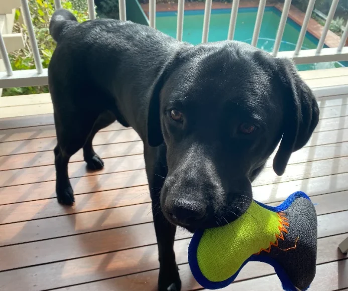 Fraser Overbite
