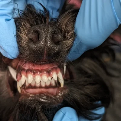 Linguoverted Canine Teeth
