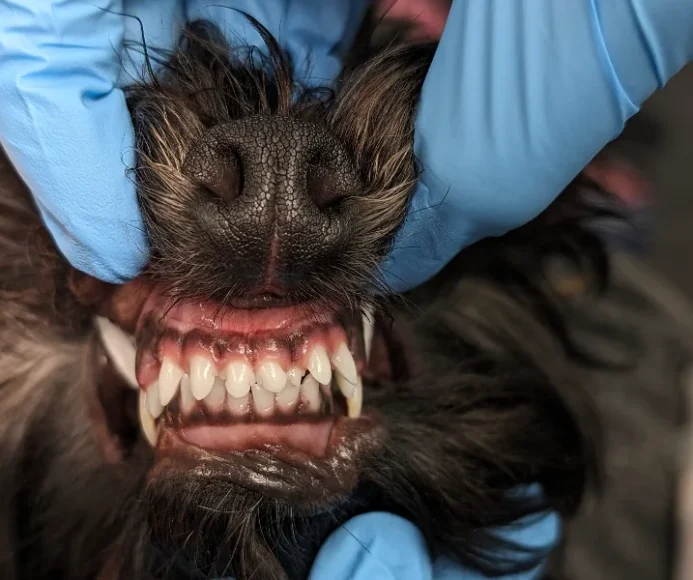 Linguoverted Canine Teeth
