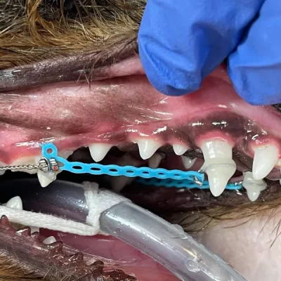 Dog Braces (Orthodontics)