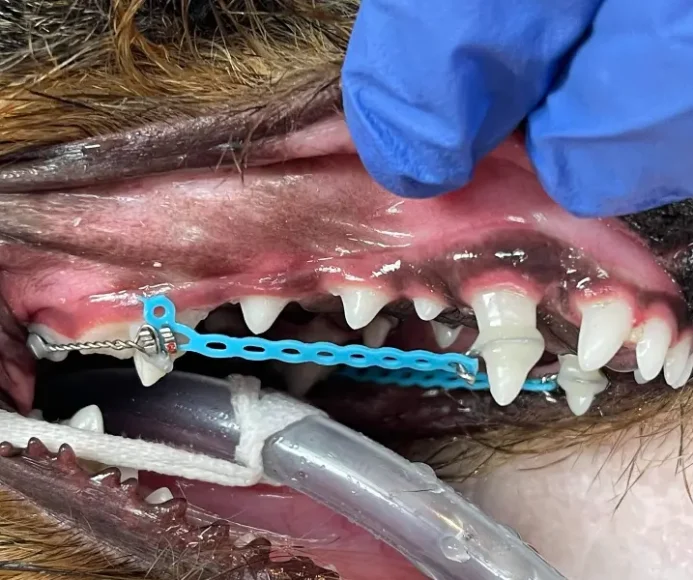 Dog Braces (Orthodontics)