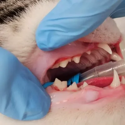 Caudal Malocclusion in Cats