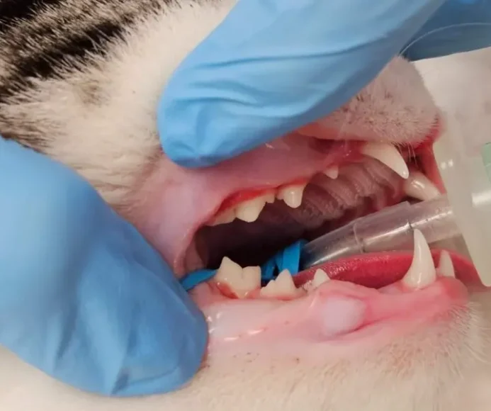 Caudal Malocclusion in Cats