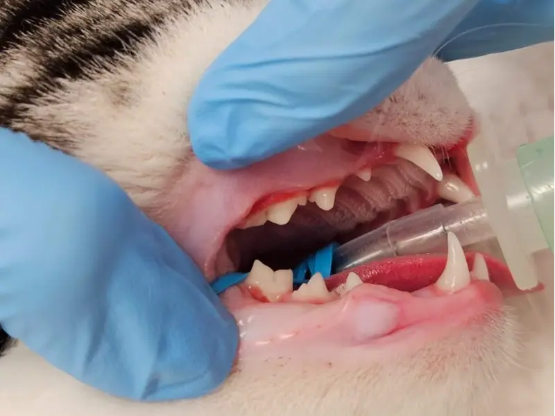 Caudal Malocclusion in Cats