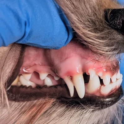 Persistent Deciduous Teeth