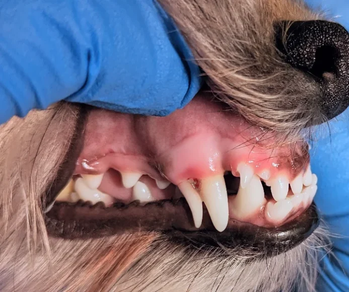 Persistent Deciduous Teeth