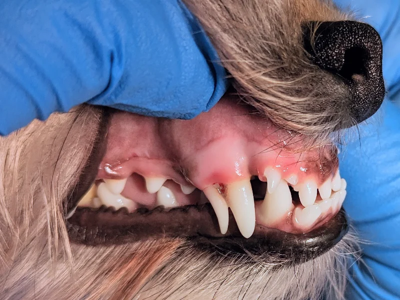 Persistent Deciduous Teeth