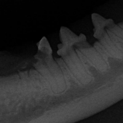 Tooth Resorption (Feline)