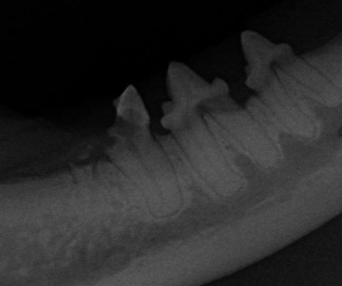 Tooth Resorption (Feline)
