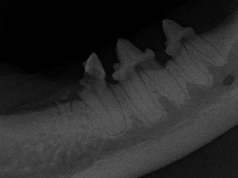Tooth Resorption (Feline)