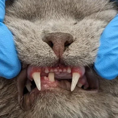 Goo Oral Tumour