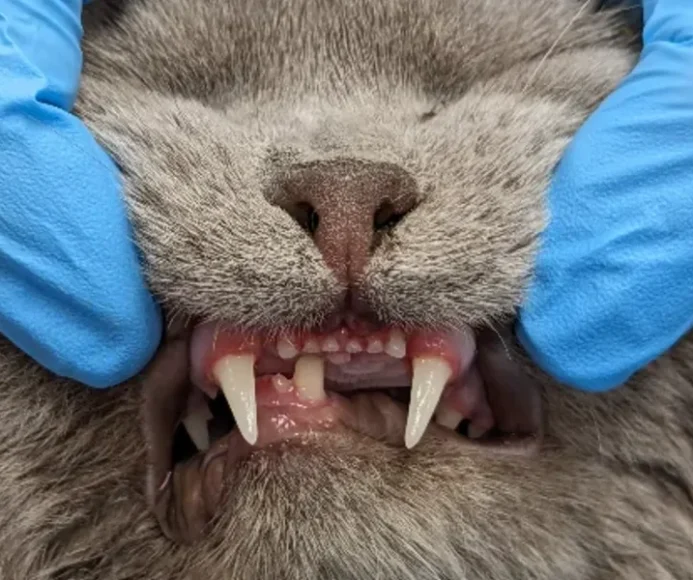 Goo Oral Tumour