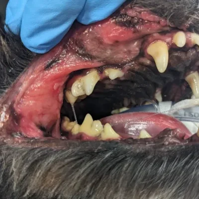 Canine Chronic Ulcerative Stomatitis