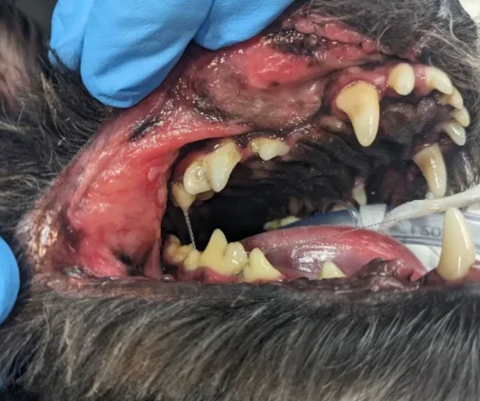 Canine Chronic Ulcerative Stomatitis