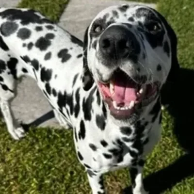 Mack Malocclusion (Overbite)