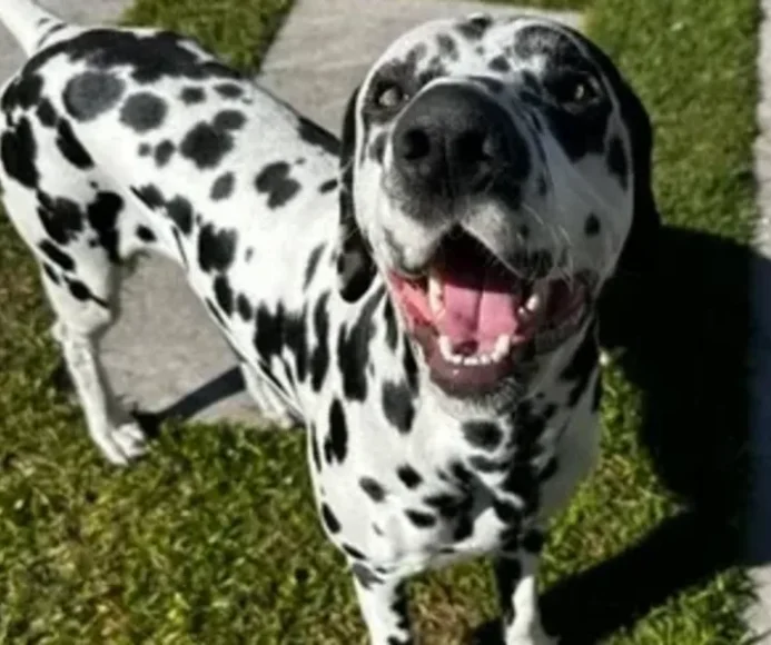 Mack Malocclusion (Overbite)