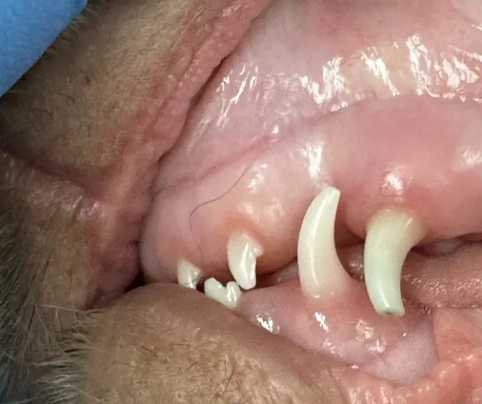 Deciduous Canine Extractions