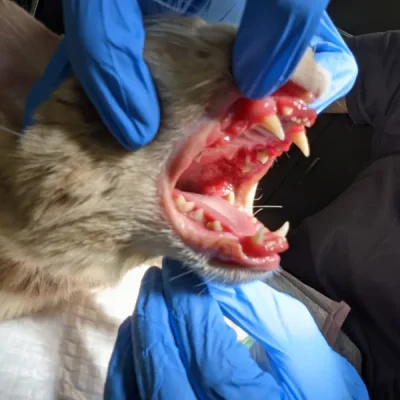 Stomatitis (Red Sore Mouth)