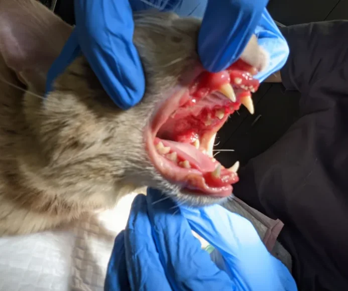 Stomatitis (Red Sore Mouth)