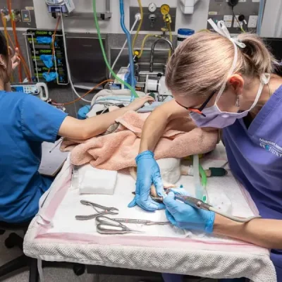 Oral Surgery