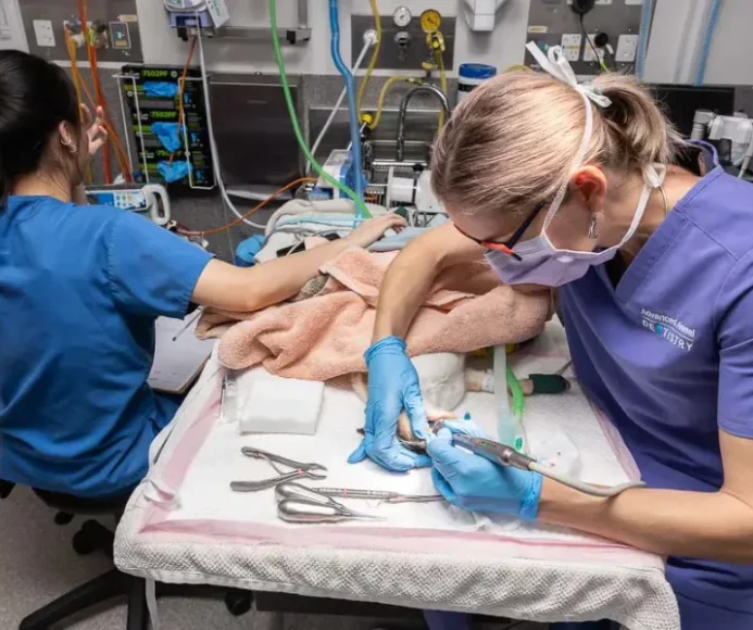 Oral Surgery