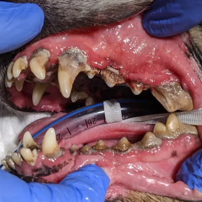 Periodontal Treatment