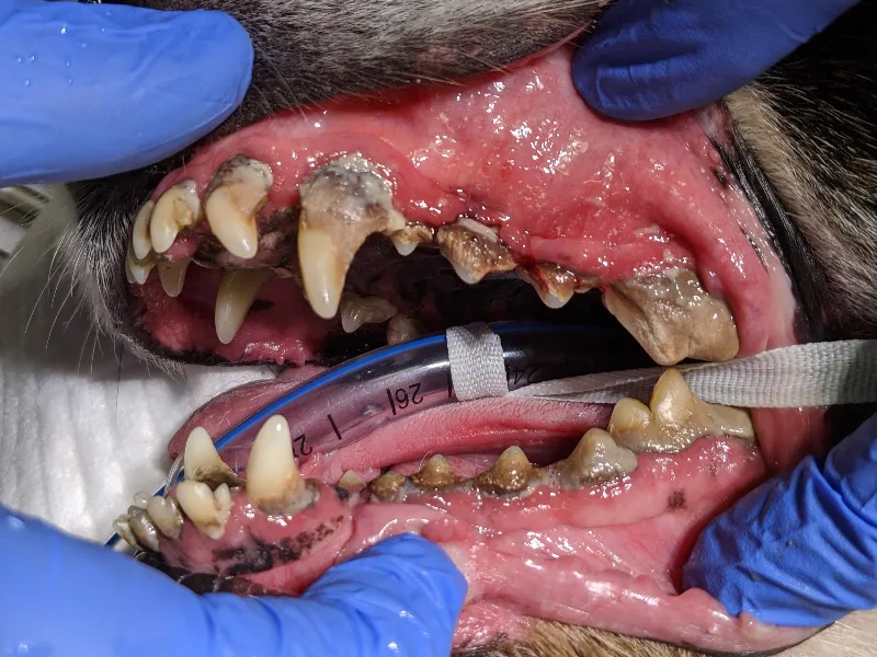 Periodontal Treatment