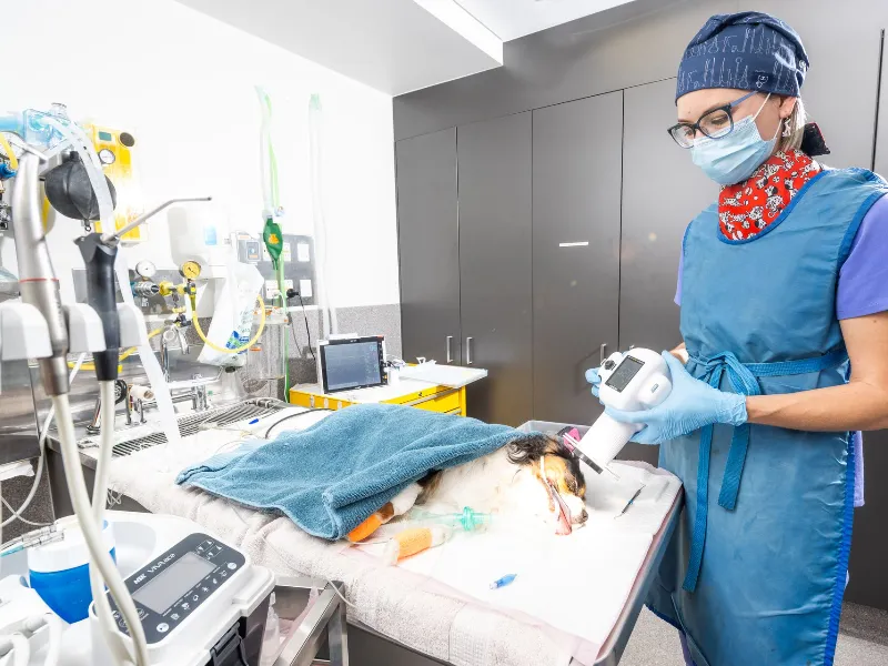 Vet Dentist checking a dog