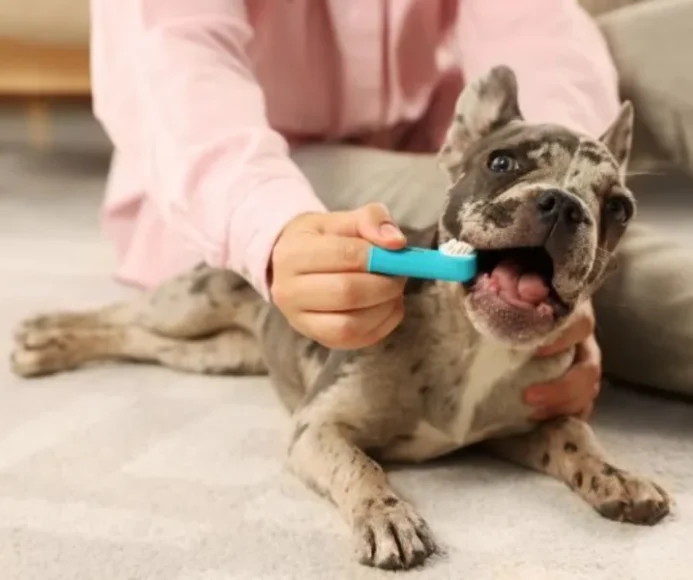 Brushing your dog’s teeth – what you need to know