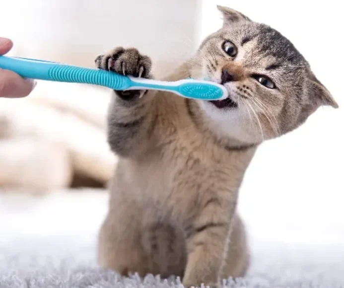 New kitten? Here’s a guide to dental care for cats