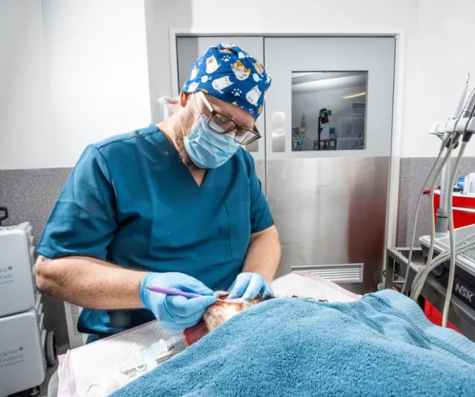 Why pet dental cleaning should be a priority