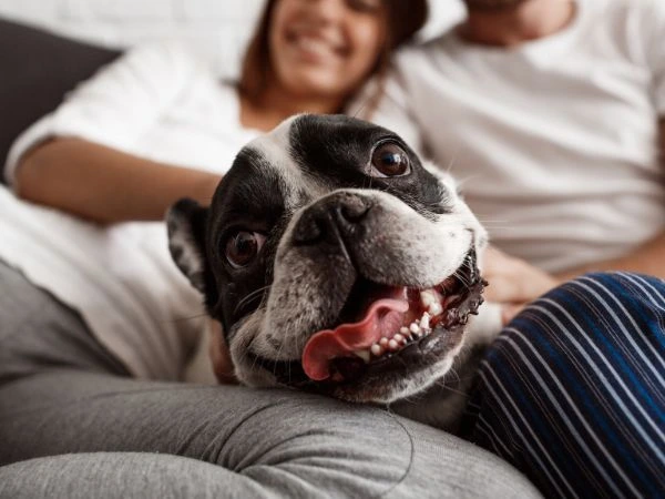 Why brachycephalic dog breeds face unique dental issues