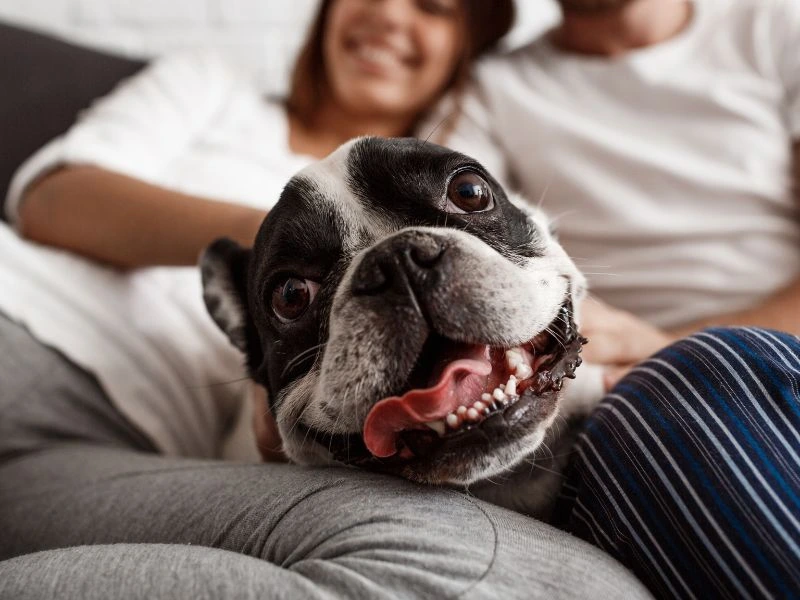 ADD-Dental issues in brachycephalic breeds