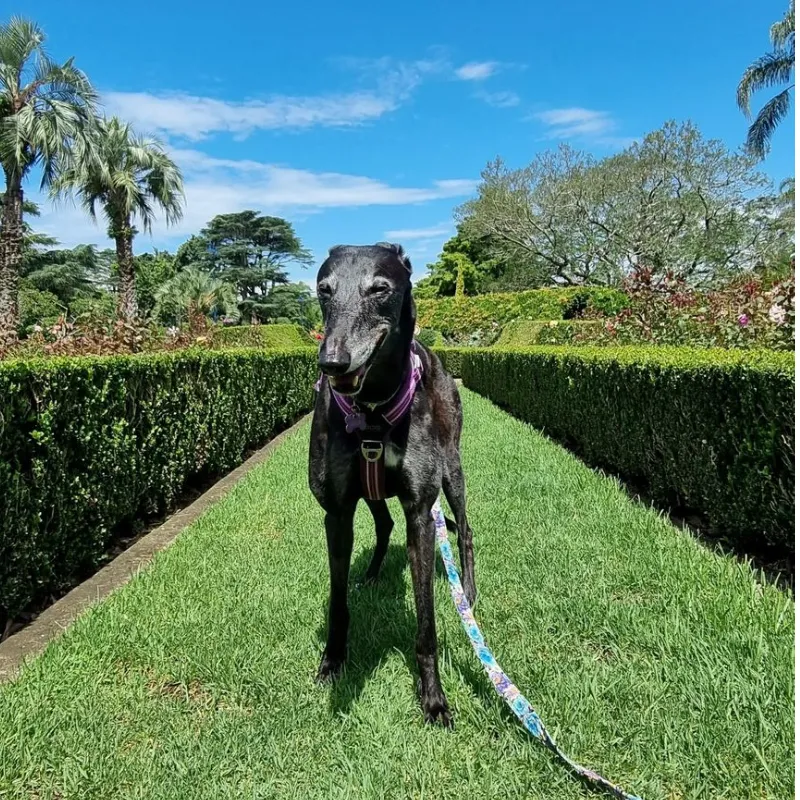 AAD- Best manage dental health for greyhounds Greyhound dog on the grass