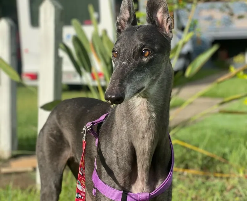 AAD- Dental care for greyhounds